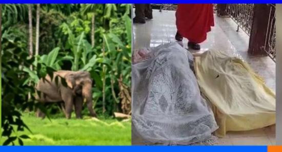 රක්වානේදී අලි ප්‍රහාරයකින් දෙදෙනෙකු මරුට...